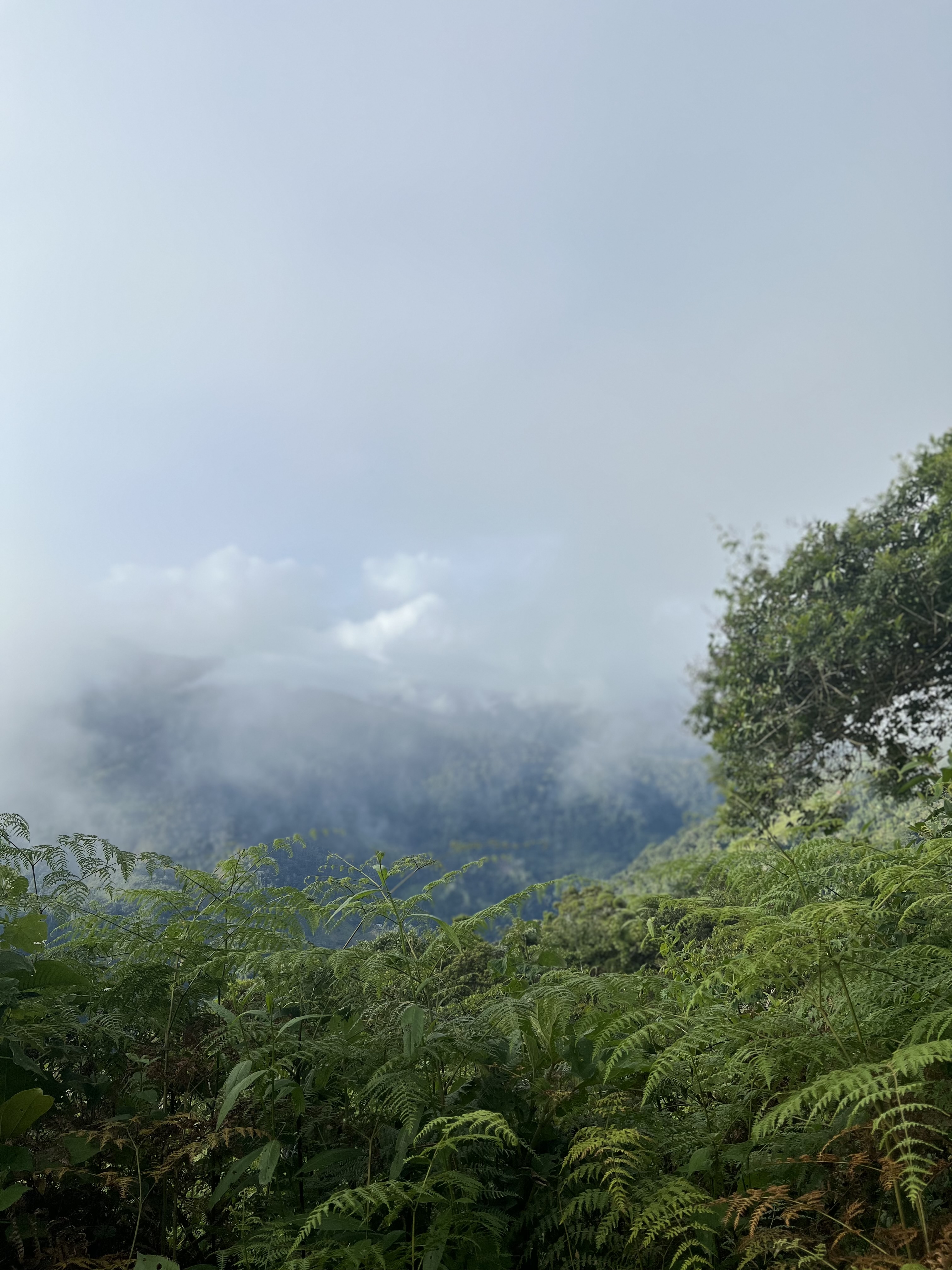 Plantacja kawy w dolinie Monzón