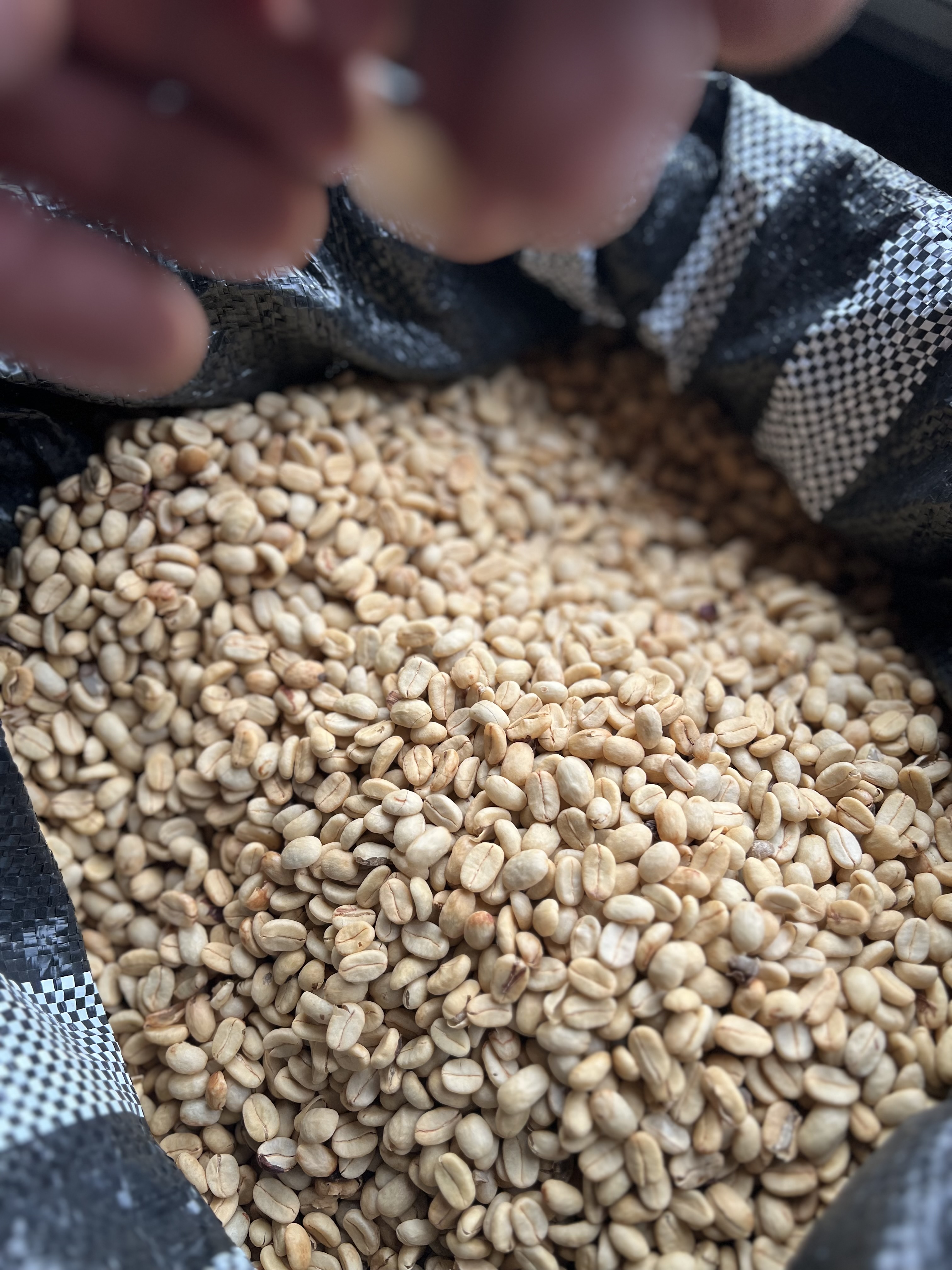 Zdjęcie z plantacji